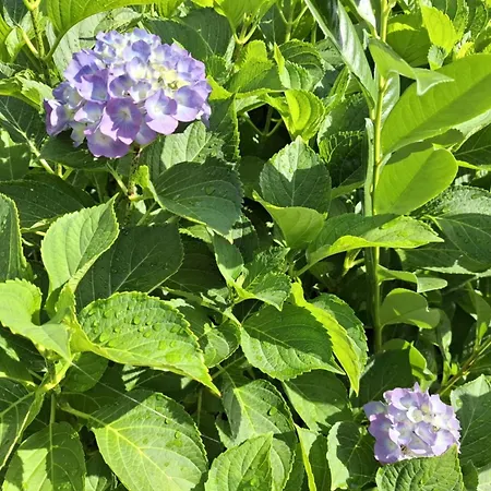 Le Coin De Magali Apartment